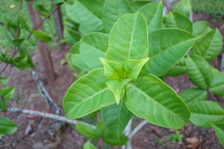 Allamanda blanchetii — photograph 3 of 6