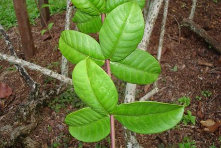 Allamanda blanchetii — photograph 4 of 6