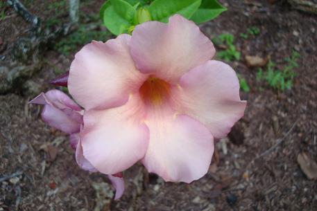 Allamanda blanchetii — photograph 5 of 6