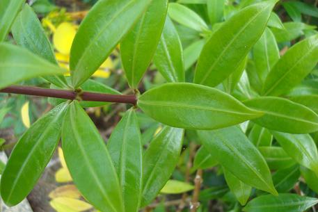 Allamanda cathartica — photograph 2 of 6