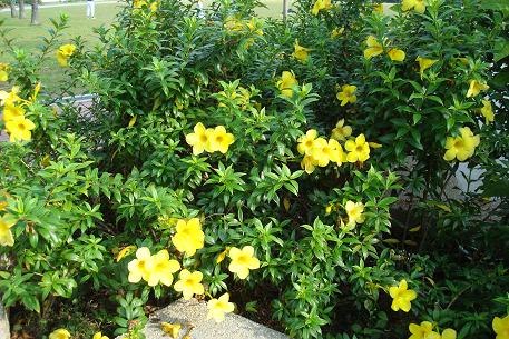 Allamanda cathartica — photograph 3 of 6