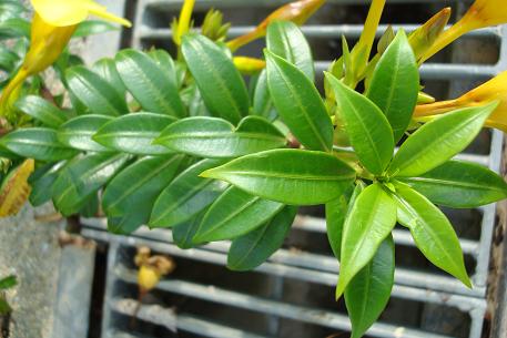 Allamanda cathartica — photograph 5 of 6
