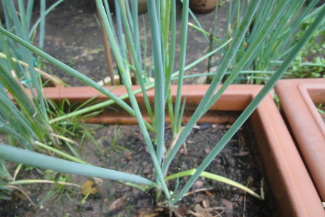 Allium cepa — photograph 2 of 5
