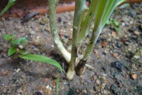 Allium cepa — photograph 3 of 5