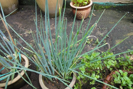 Allium cepa — photograph 4 of 5