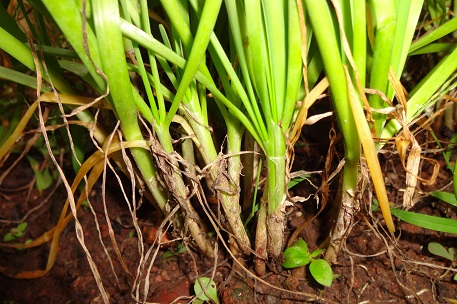 Allium tuberosum — photograph 2 of 4