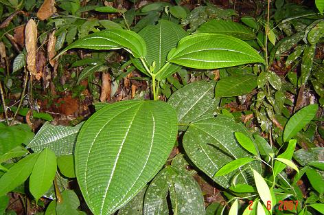 Allomorphia bullata — photograph 2 of 7