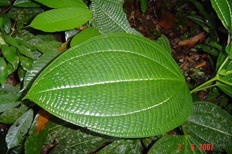 Allomorphia bullata — photograph 3 of 7