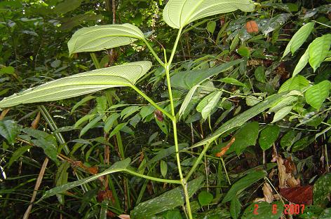 Allomorphia bullata — photograph 4 of 7