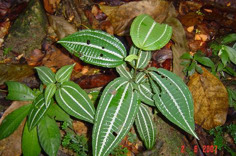 Allomorphia bullata — photograph 5 of 7