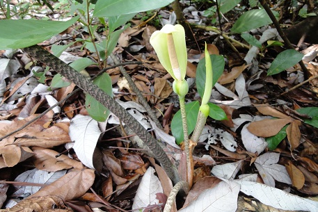 Alocasia longiloba — photograph 2 of 8