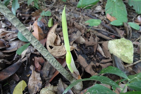 Alocasia longiloba — photograph 3 of 8