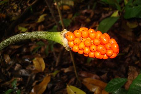 Alocasia longiloba — photograph 4 of 8