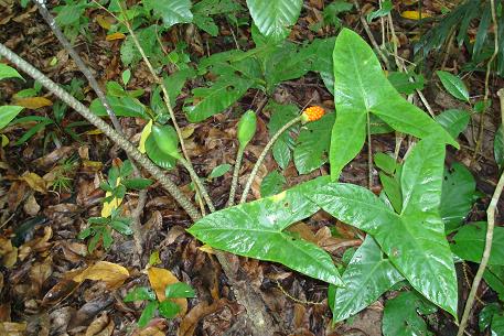 Alocasia longiloba — photograph 5 of 8