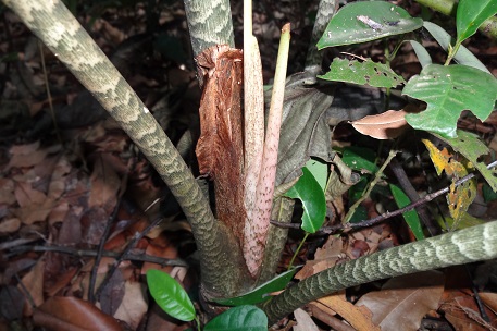Alocasia longiloba — photograph 6 of 8