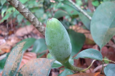 Alocasia longiloba — photograph 7 of 8