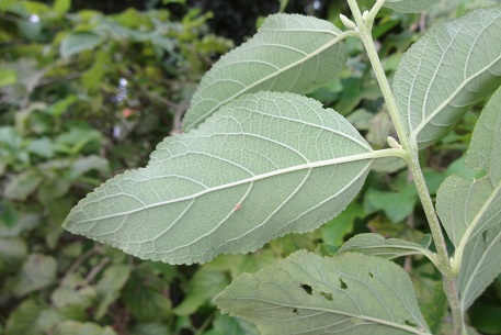 Aloysia virgata — photograph 2 of 8