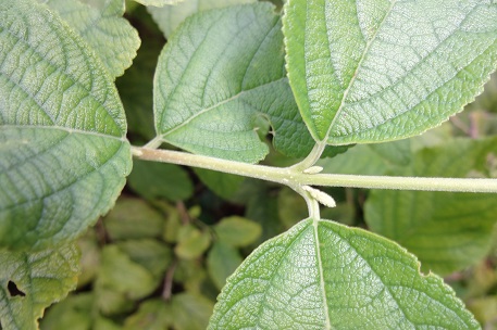 Aloysia virgata — photograph 3 of 8