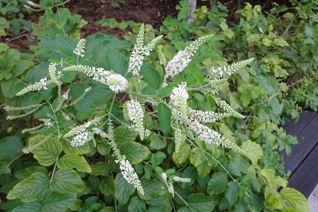 Aloysia virgata — photograph 4 of 8