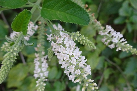 Aloysia virgata — photograph 5 of 8
