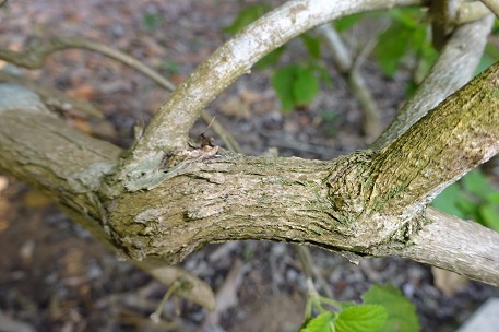Aloysia virgata — photograph 6 of 8