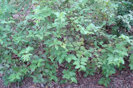 Aloysia virgata — photograph 7 of 8