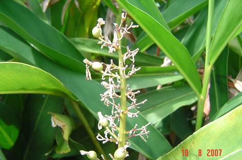 Alpinia galanga — photograph 2 of 6