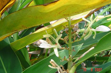 Alpinia galanga — photograph 3 of 6