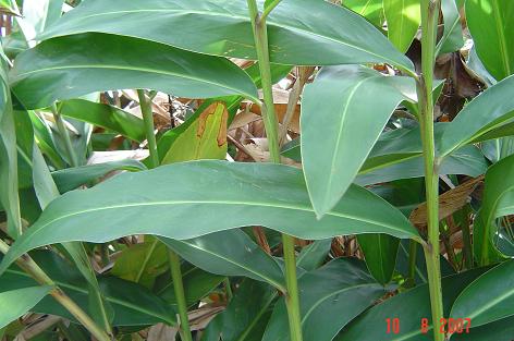 Alpinia galanga — photograph 4 of 6