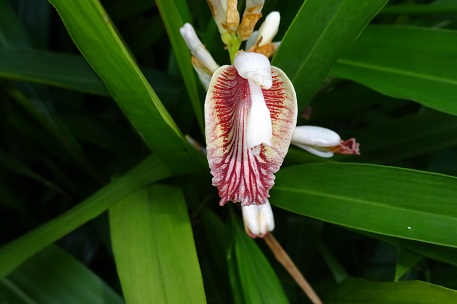 Alpinia officinarum — photograph 2 of 5