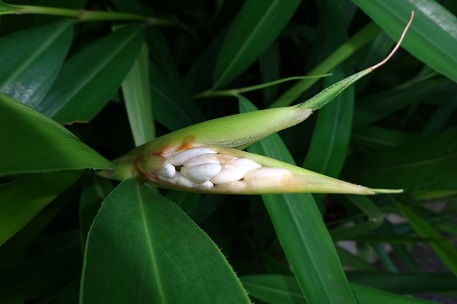 Alpinia officinarum — photograph 3 of 5