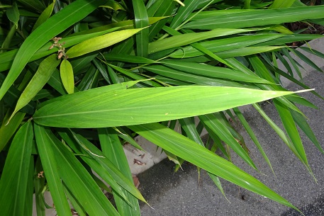 Alpinia officinarum — photograph 4 of 5