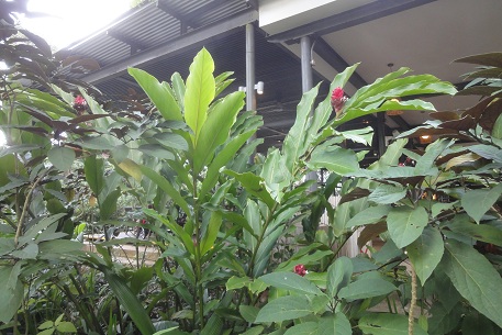 Alpinia purpurata — photograph 2 of 10