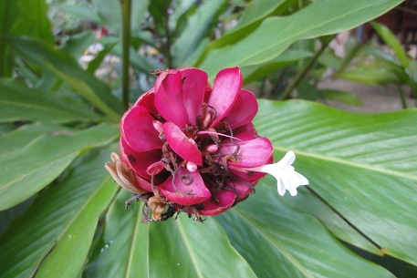 Alpinia purpurata — photograph 3 of 10
