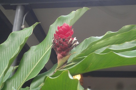 Alpinia purpurata — photograph 4 of 10