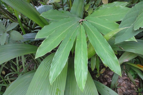 Alpinia purpurata — photograph 5 of 10