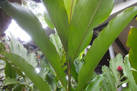 Alpinia purpurata — photograph 6 of 10