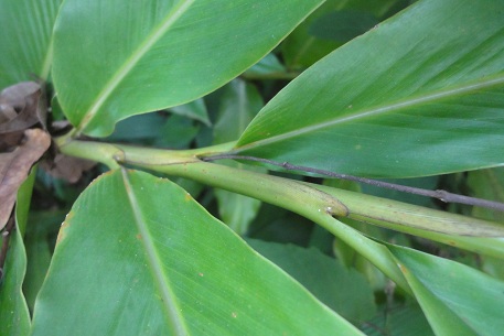 Alpinia purpurata — photograph 7 of 10