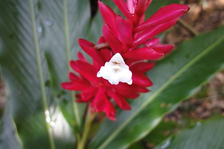 Alpinia purpurata — photograph 8 of 10