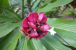 Hybrid cultivar2