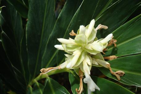 Alpinia vittata — photograph 2 of 7