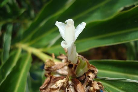 Alpinia vittata — photograph 3 of 7