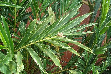 Alpinia vittata — photograph 4 of 7
