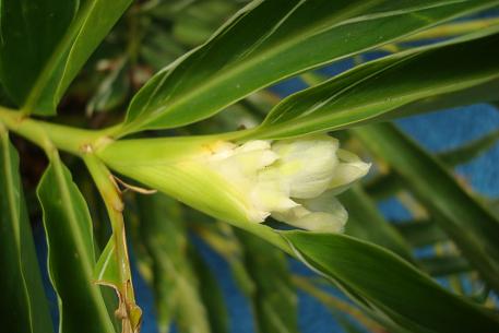 Alpinia vittata — photograph 5 of 7