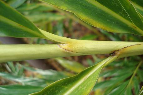 Alpinia vittata — photograph 6 of 7