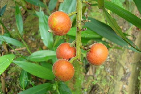 Alpinia zerumbet — photograph 2 of 9