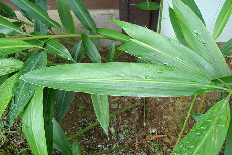 Alpinia zerumbet — photograph 3 of 9