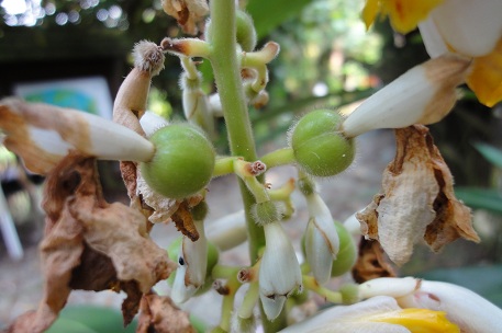 Alpinia zerumbet — photograph 4 of 9