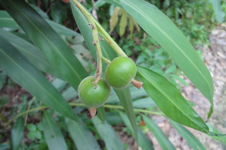 Alpinia zerumbet — photograph 5 of 9