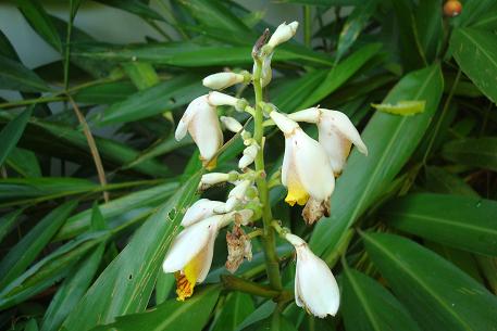 Alpinia zerumbet — photograph 6 of 9